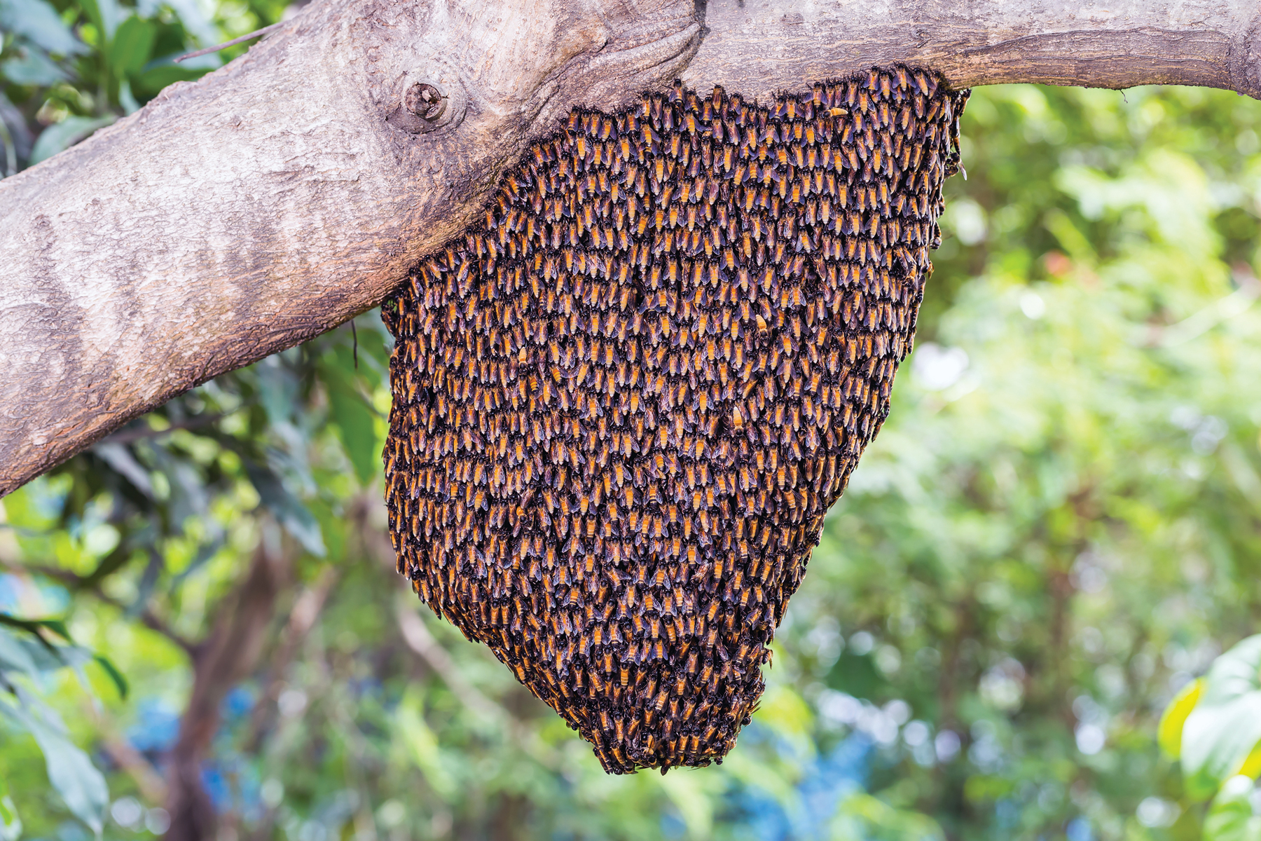 Giant Honeybee Shimmering Bee-Havior